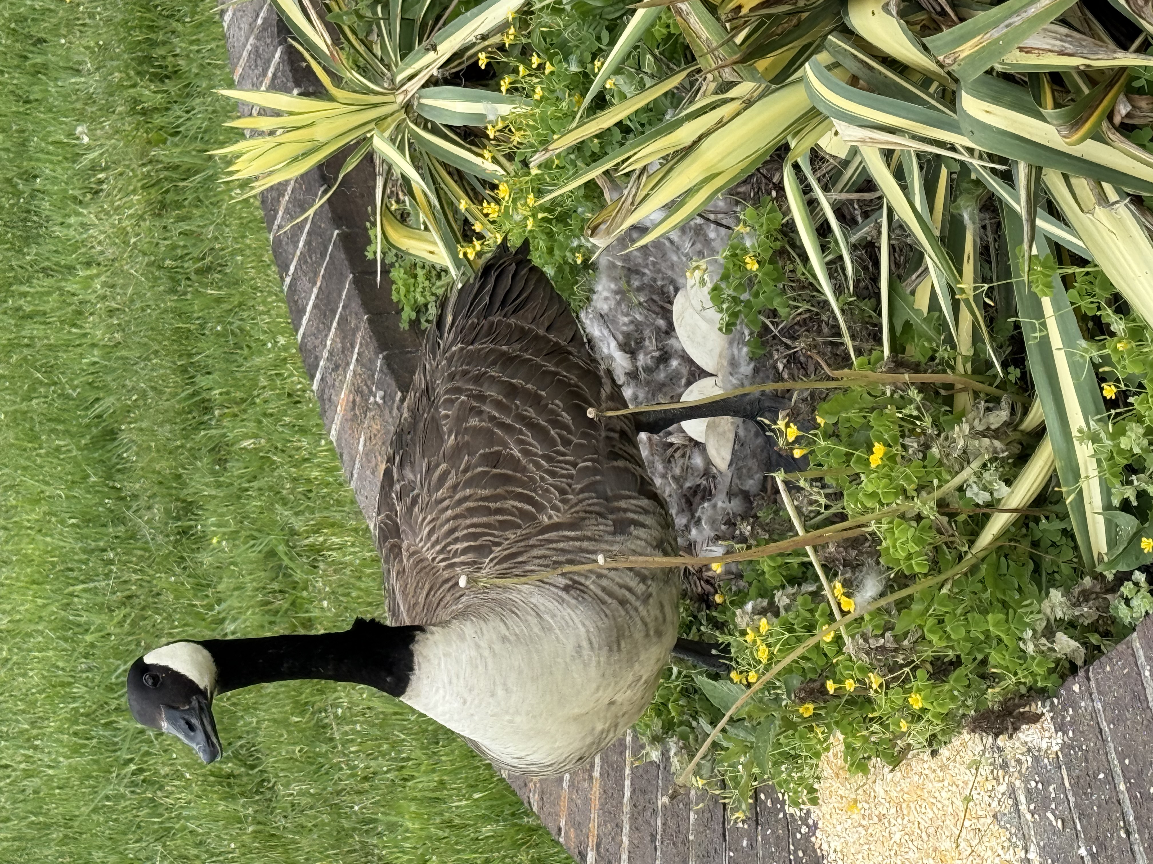 female goose protecting her eggs